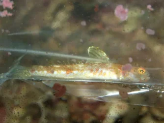 Moby the Goby 538.webp