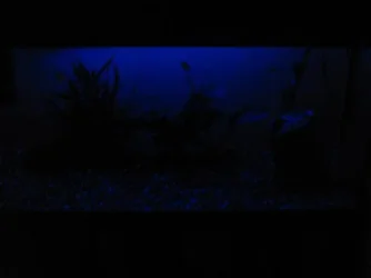 moonlight.webp