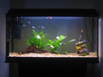 tank1.webp