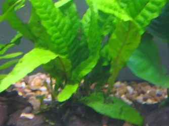 plant2.webp