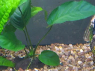 plant3.webp