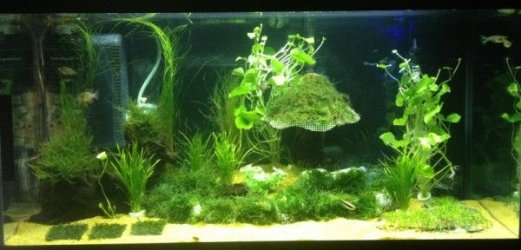 IMG_2615 cropped (600 x 288).jpg