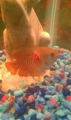 fish.webp
