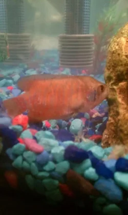 fish 2.webp