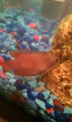 fish 3.webp