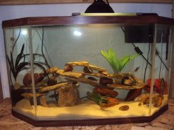 40 gallon Half Hex(2).JPG