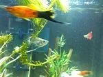 fishy7.webp fishy7.webp