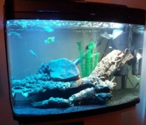 tank1.webp
