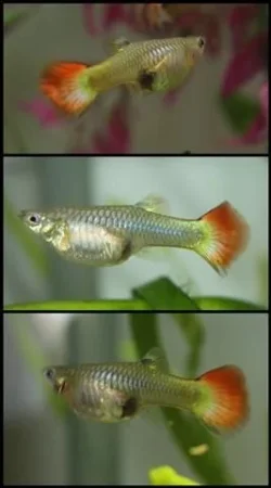 rainbowguppy (Small).webp