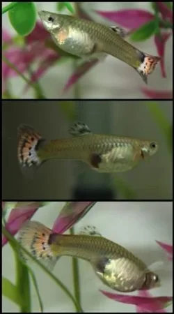 tigerguppy (Small).webp
