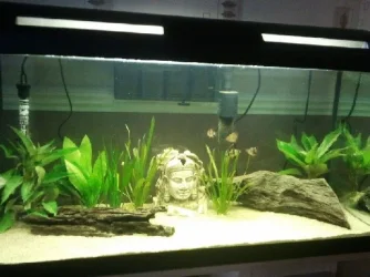 tank pic.webp