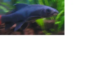 pierre.webp