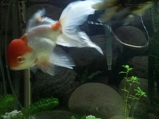 goldfish.webp