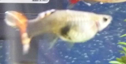 Fish 1.webp