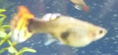 Fish 2.webp