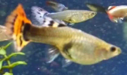 Fish 3.webp