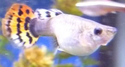 Fish 4.webp