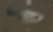 fish fry.webp