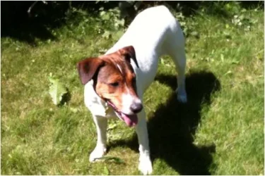 dog.webp