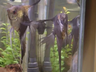 DSCF0079.webp