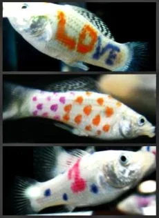 paintedfish(1).webp
