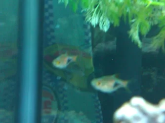 FISH ukn.webp