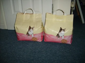 cat litter.webp
