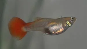 guppy.webp