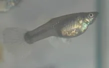 guppy1.webp