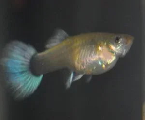 guppy3.webp