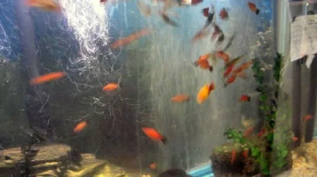 fish5 006.webp