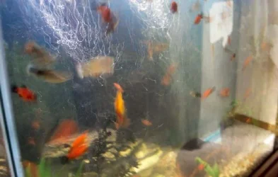 fish5 007.webp