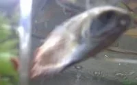 gourami1.webp