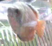gourami2.webp