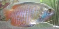 gourami3.webp