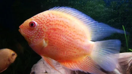 severum1.webp