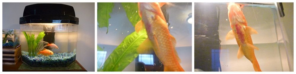 comet goldfish red belly.jpg comet goldfish red belly.jpg