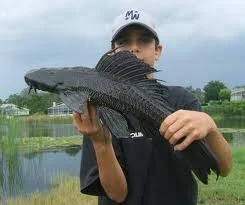plec.webp