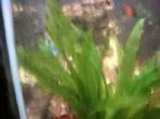 fish5 002.webp