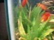 fish5 001.webp