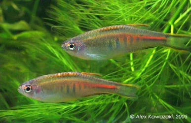 Danio_choprai_1.webp