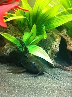 catfish1.webp