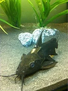 catfish2.webp