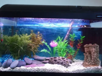tank1.webp