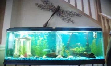 fish 002.webp fish 002.webp