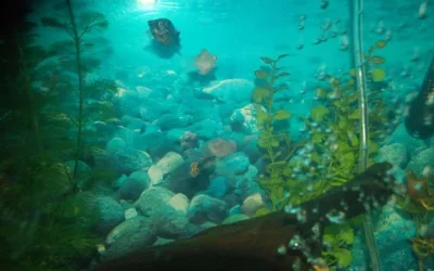 fish 007.webp fish 007.webp