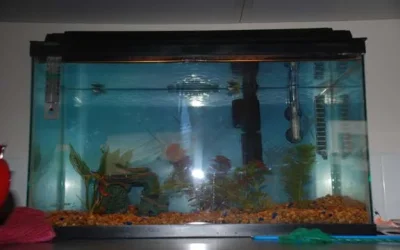 fish 013.webp fish 013.webp