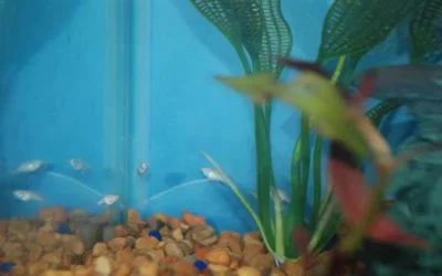 fish 014.webp fish 014.webp