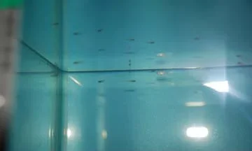fish 015.webp fish 015.webp