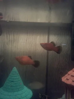 PregPlaty03-29-12.webp